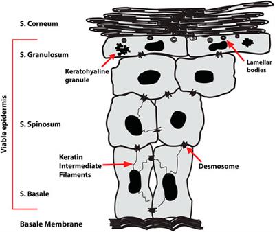 Topical Application of Metal Allergens Induces Changes to Lipid Composition of Human Skin